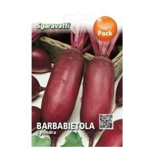 BARBABIETOLA CYLINDRA
