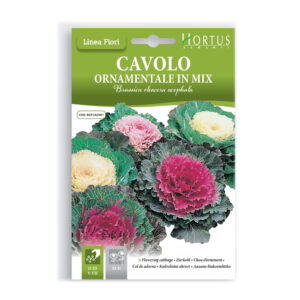 CAVOLO ORNAMENTALE MIX - BUSTINA
