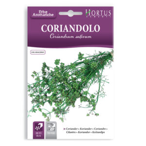 CORIANDOLO CORIANDRUM SATIVUM - 1 BUSTINA