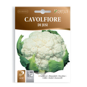 CAVOLFIORE DI JESI - 1 BUSTINA
