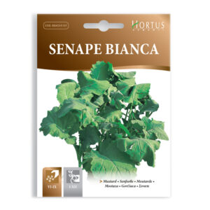 SENAPE BIANCA - 1 BUSTINA