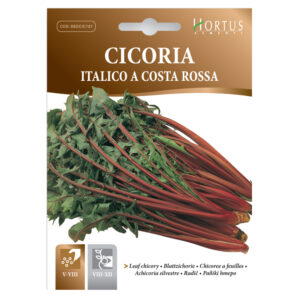 CICORIA CATALOGNA ITALICO COSTA ROSSA - 1 BUSTINA