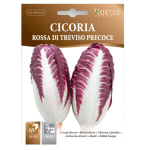 CICORIA ROSSA DI TREVISO PRECOCE - 1 BUSTINA