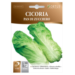 CICORIA PAN DI ZUCCHERO - 1 BUSTINA