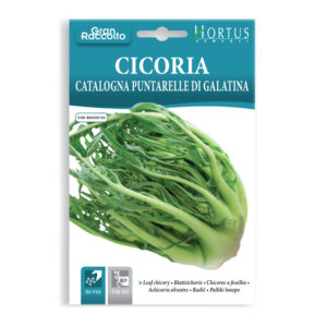 CICORIA CATALOGNA PUNTARELLE DI GALATINA - 1 BUSTINA