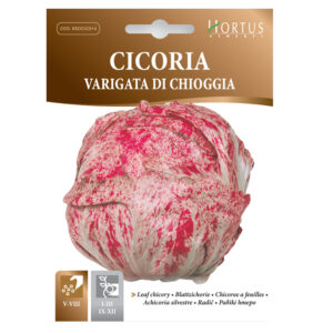 CICORIA VARIEGATA DI CHIOGGIA - 1 BUSTINA