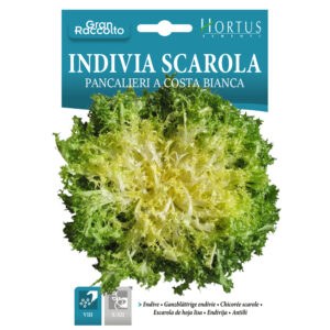 INDIVIA RICCIA PANCALIERI A COSTA BIANCA - 1 BUSTINA