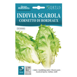 INDIVIA SCAROLA CORNETTO DI BORDEAUX - 1 BUSTINA