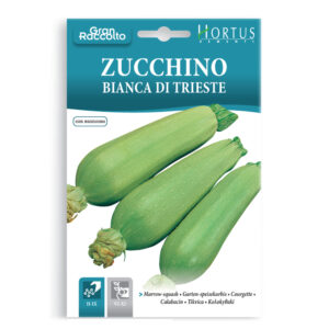 ZUCCHINO BIANCA DI TRIESTE - 1 BUSTINA