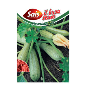 ZUCCHINO GREYZINI F1 40 SEMI