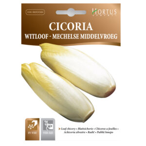 CICORIA WITLOOF DI BRUXELLES - 1 BUSTINA