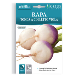 RAPA TONDA A COLLETTO VIOLA - 1 BUSTINA