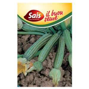 ZUCCHINO ROMANESCO GIANICOLO - 1 BUSTINA