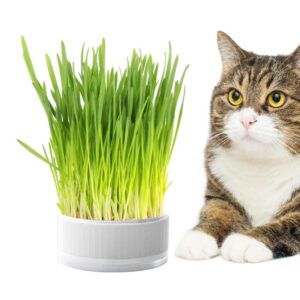 ERBA GATTO - BUSTINA